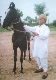 Manaklao Marwari Horse Farm
